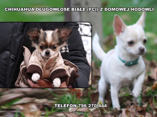 2 samczyki chihuahua długowłose białe (FCI) z domowej hodowli