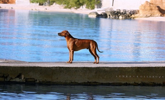 Rhodesian Ridgeback (rodezjany) – szczenięta! Hodowla z Werwą